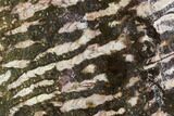 Polished Stromatolite (Collenia) Slab - Minnesota #130660-1